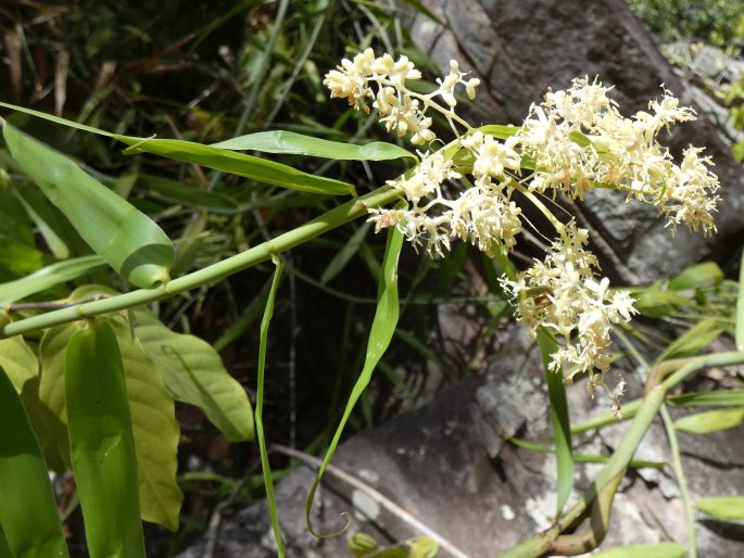 FLAGELLARIA INDICA L. – chopatec