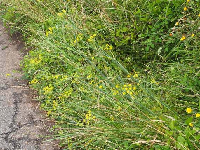 Foeniculum vulgare