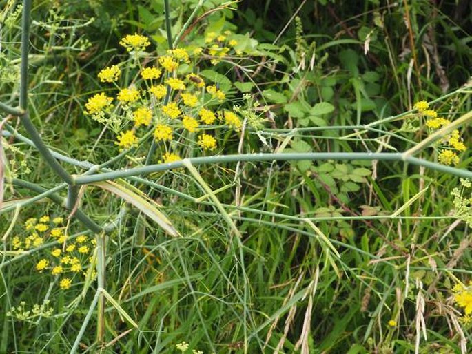 Foeniculum vulgare