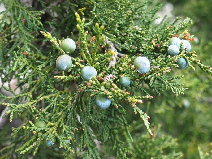 Juniperus foetidissima