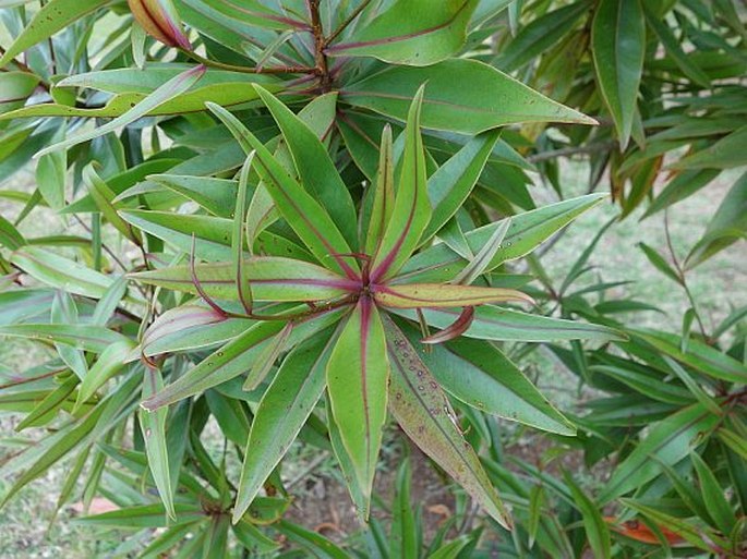 FOETIDIA MAURITIANA Lam.