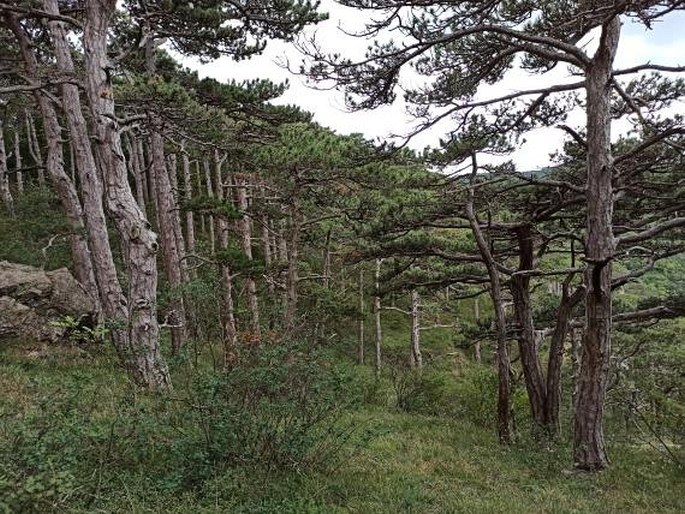 Naturpark Föhrenberge