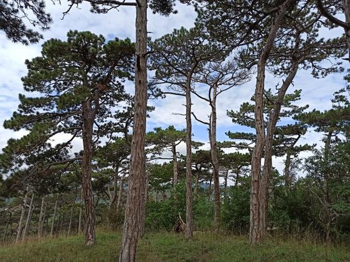 Naturpark Föhrenberge