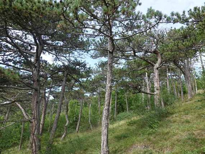 Naturpark Föhrenberge