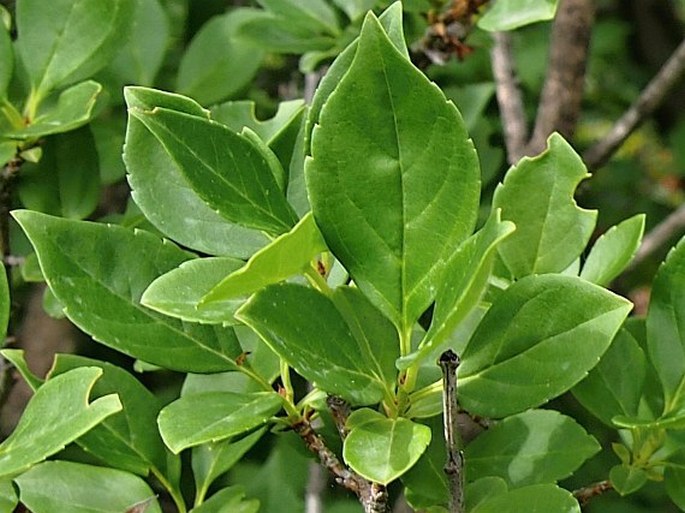 Forsythia europaea
