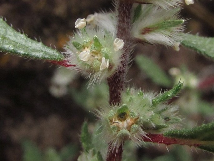 Forsskaolea angustifolia