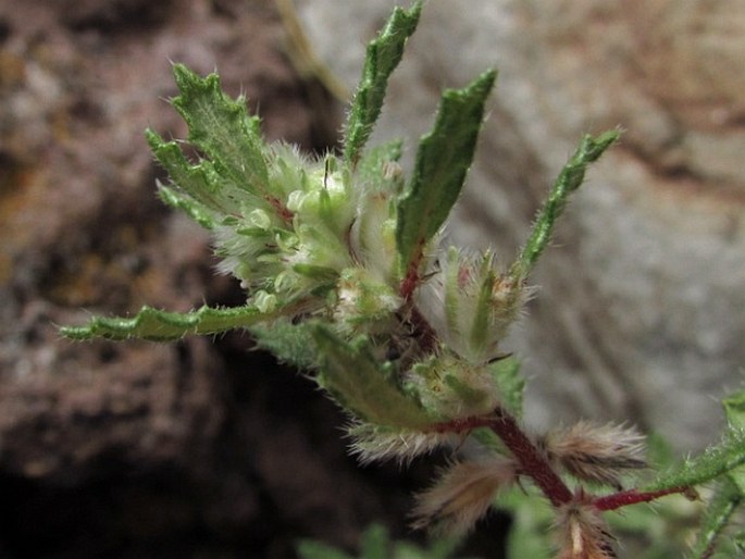 Forsskaolea angustifolia