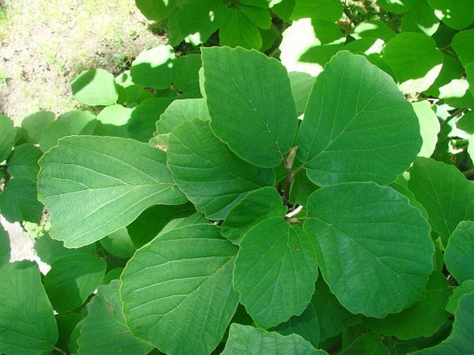 Fothergilla major