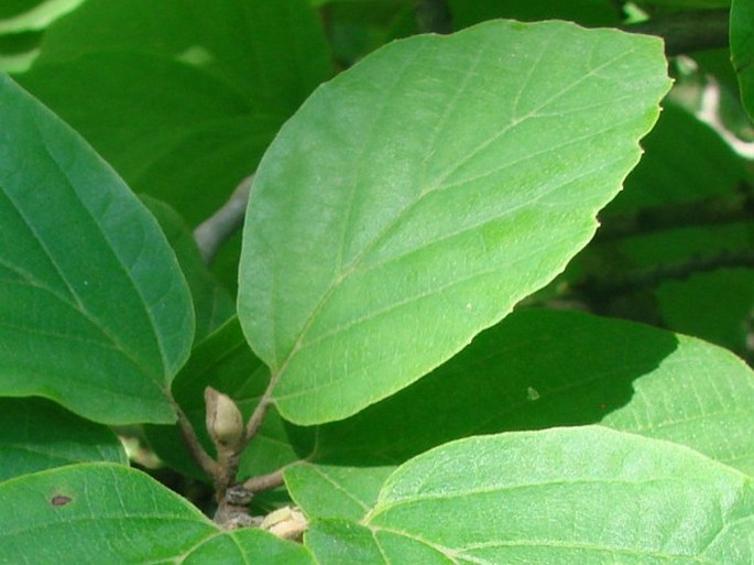 Fothergilla major