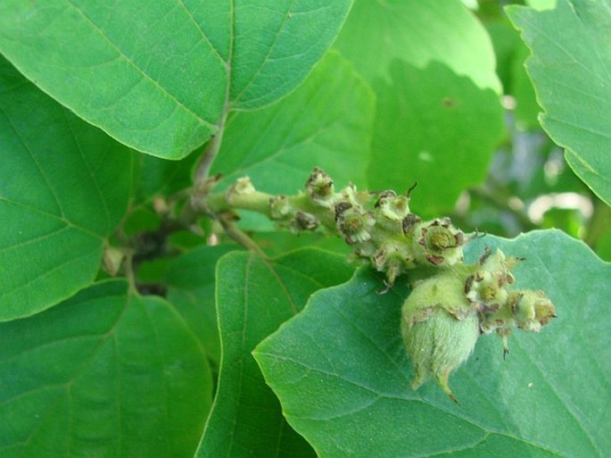 Fothergilla major