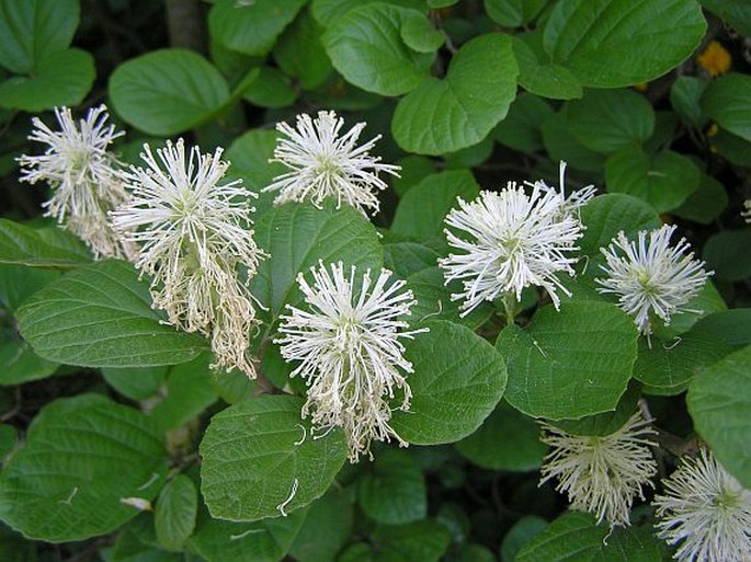 FOTHERGILLA MAJOR Lodd. - kuska větší