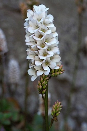 Francoa appendiculata