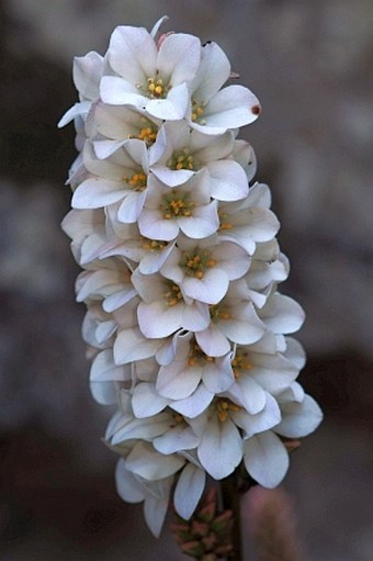 Francoa appendiculata