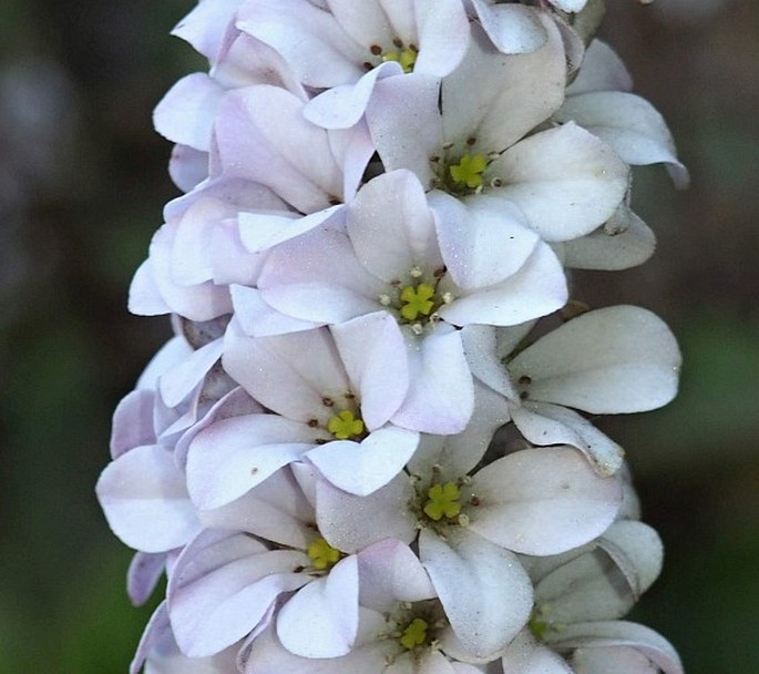 Francoa appendiculata