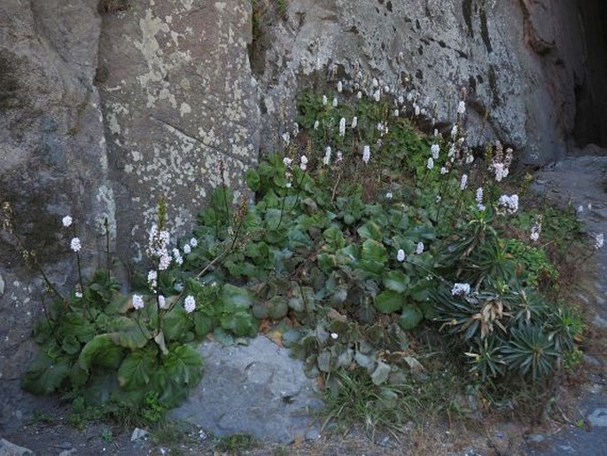 Francoa appendiculata