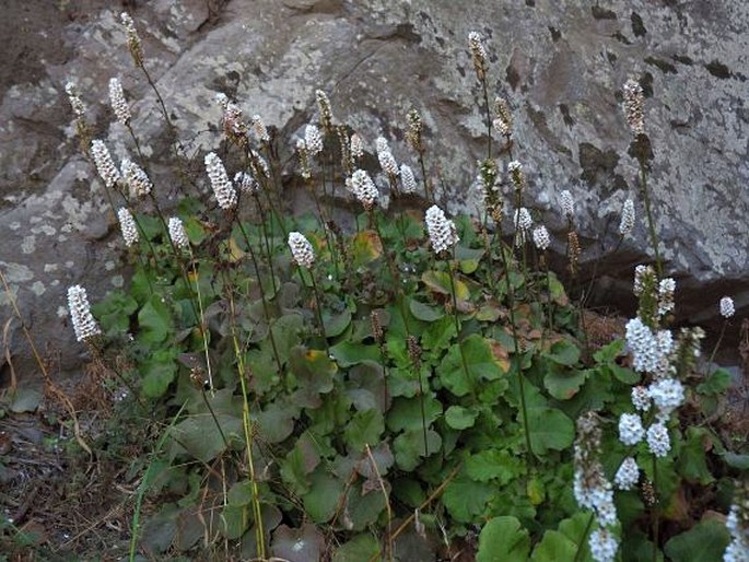 Francoa appendiculata