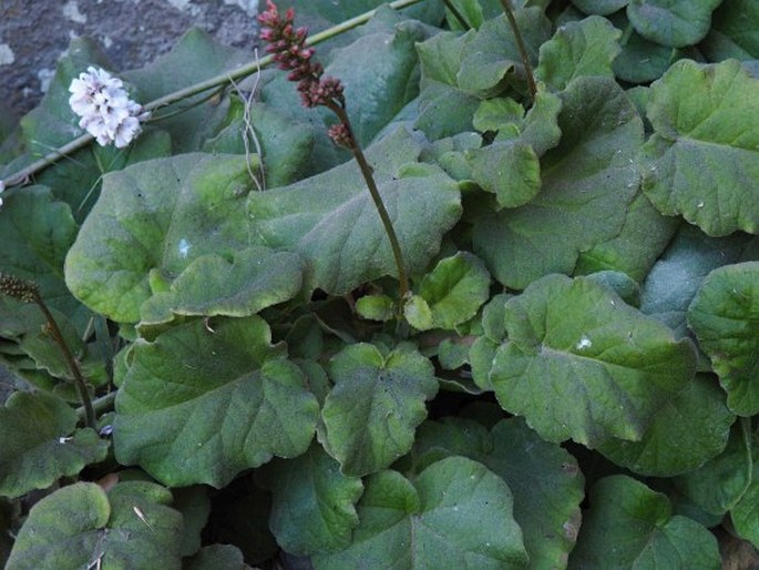 Francoa appendiculata