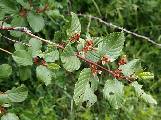 FRANGULA RUPESTRIS Schur - krušina