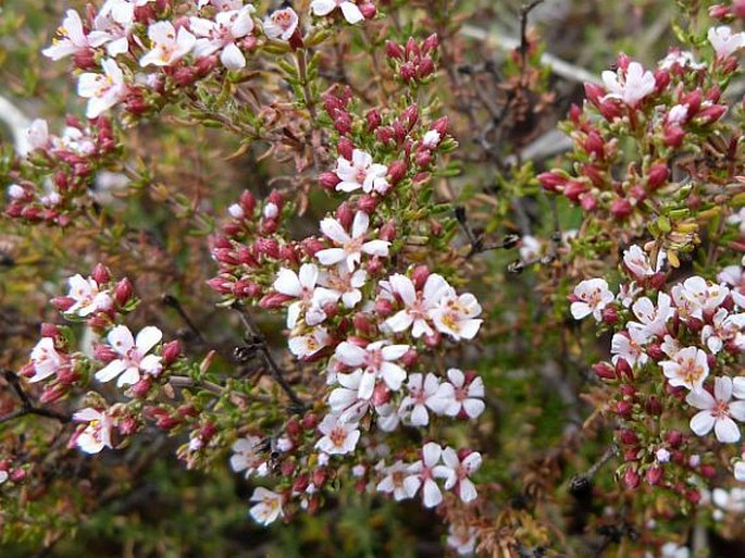 Frankenia corymbosa