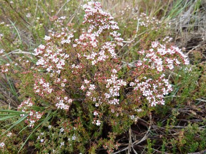 Frankenia corymbosa