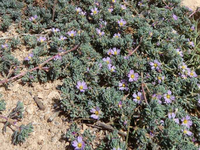 Frankenia hirsuta