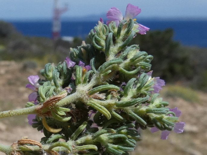 Frankenia hirsuta