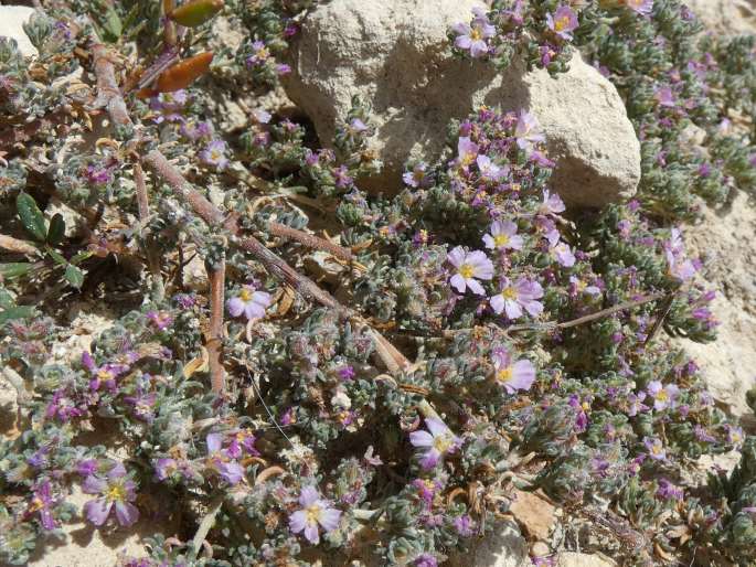 Frankenia hirsuta