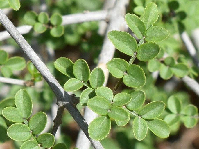 Fraxinus dimorpha