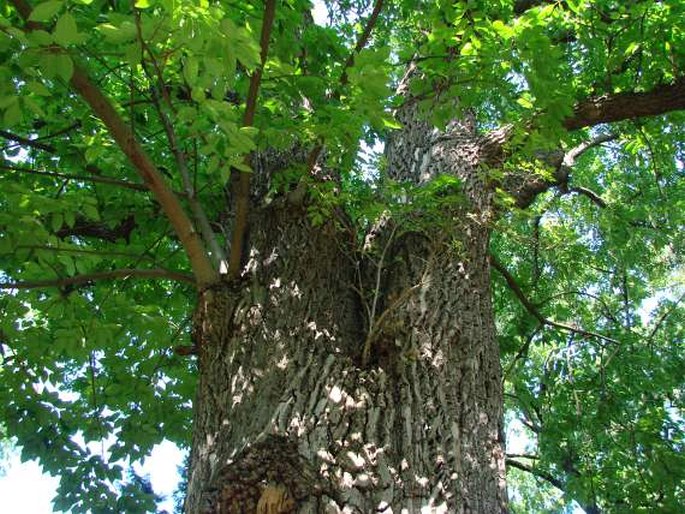 FRAXINUS AMERICANA L. – jasan americký / jaseň americký