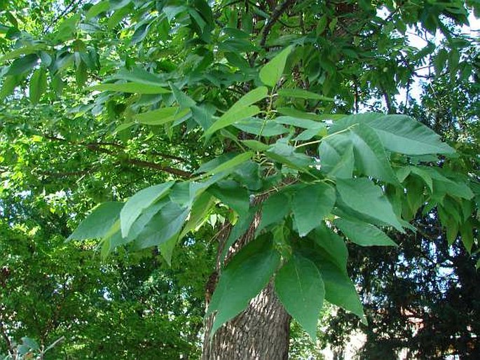 Fraxinus americana