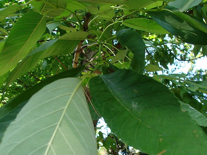 Fraxinus americana