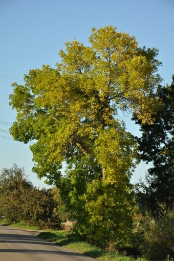 Fraxinus pennsylvanica