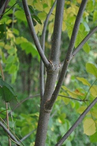 Fraxinus pennsylvanica