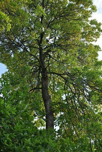 Fraxinus pennsylvanica