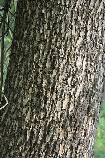 Fraxinus pennsylvanica