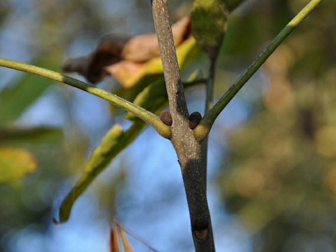 Fraxinus pennsylvanica