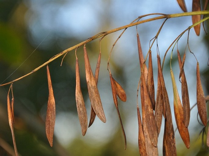 Fraxinus pennsylvanica