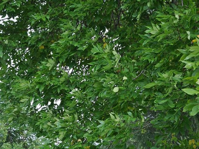 Fraxinus pennsylvanica