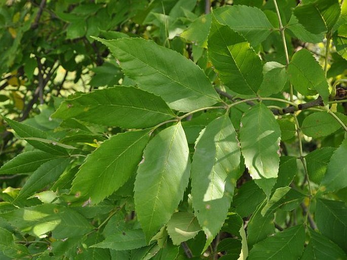 Fraxinus pennsylvanica