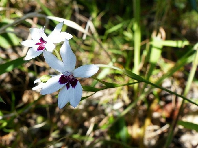 Freesia laxa subsp. azurea