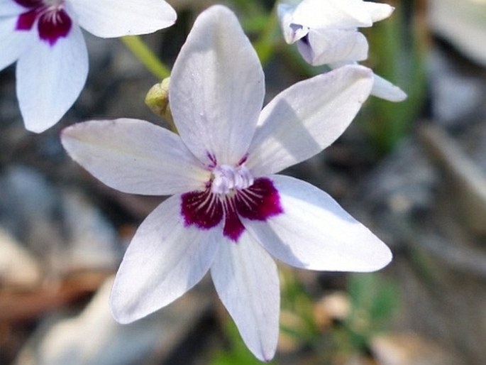 Freesia laxa subsp. azurea