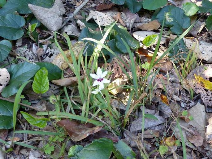 Freesia laxa subsp. azurea