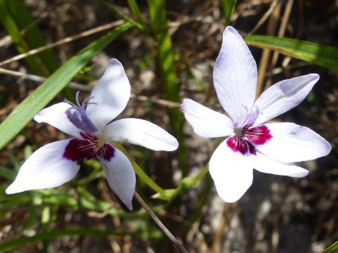 Freesia laxa subsp. azurea