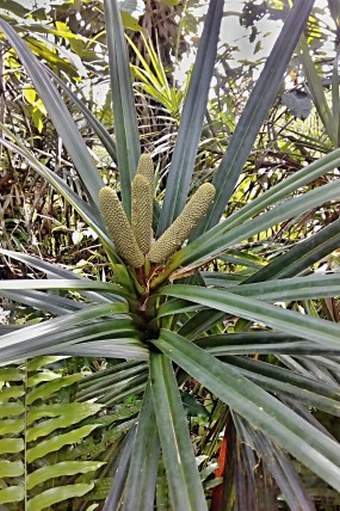 Freycinetia villalobosii