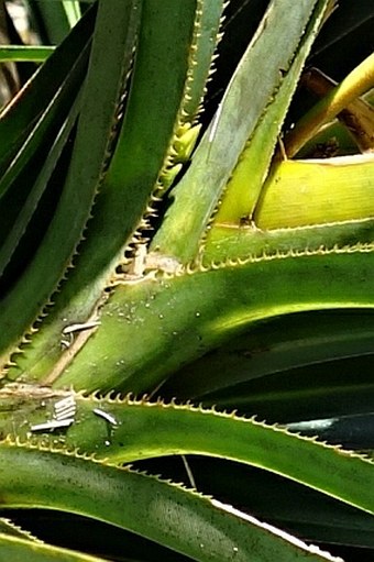 Freycinetia villalobosii