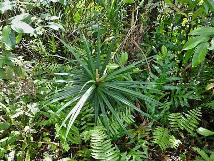 Freycinetia villalobosii