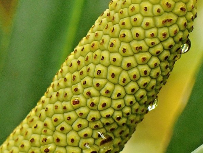Freycinetia villalobosii
