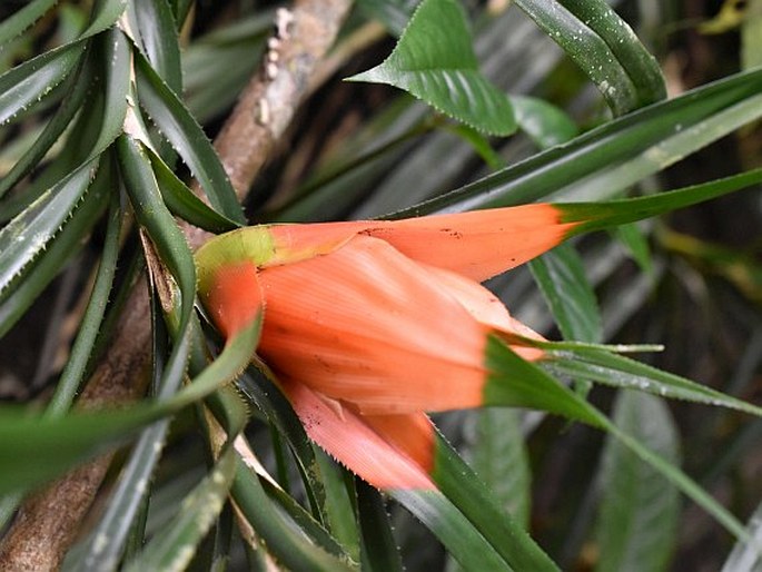 FREYCINETIA CUMINGIANA Gaudich.