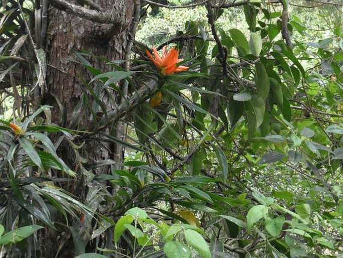 Freycinetia cumingiana