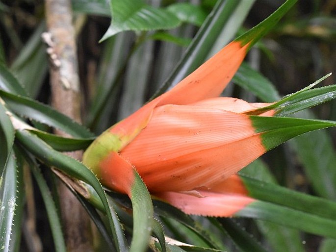 Freycinetia cumingiana